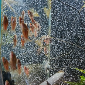 遡上！？の画像