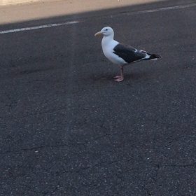 なぜ飛ばない！の画像