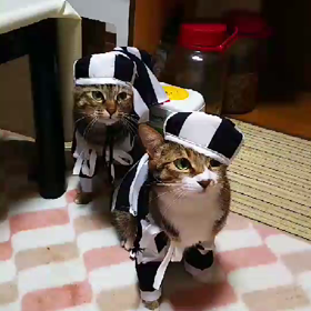 里親様からの可愛い動画の画像