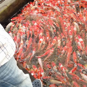 みんな鯉が好きの画像