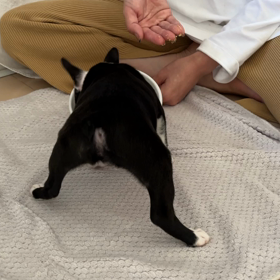 ボストンテリアのペペさん3日目：飯に夢中の画像