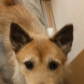 おすわりできたよ！の画像