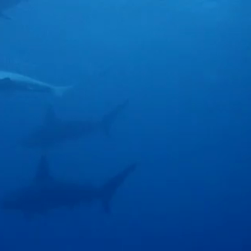 一生分の運を使いきったかもしれませんの画像