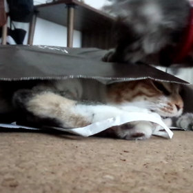 ふくろ争奪戦??の画像