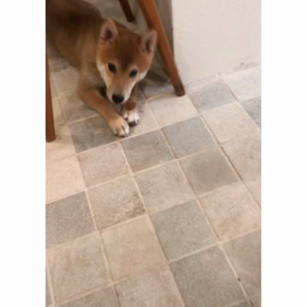 Cats and dogsの画像