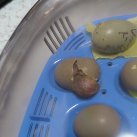 うずら生まれたぁヽ(*´∀｀)ノ②の画像