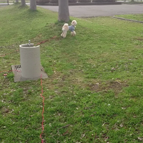 「おいでーーー 」   来る？の画像