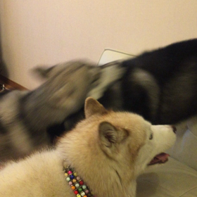 今日のビリケン＆オーシャン＆すももの画像