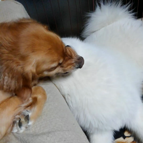 これって❗遊び？喧嘩？の画像