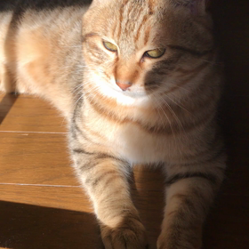 里親探し❸の画像