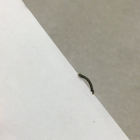 意外と速いの画像