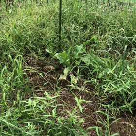 このひどい状況！でも、きれいにするから！みとけ！の画像