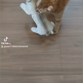 彼女と密会♥せっせと運ぶここちゃんの画像