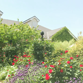 バラ園 フライング気味なわたくし(*^^*)の画像