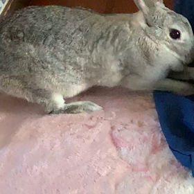 買っちゃった(☆∀☆)の画像