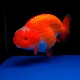 インドネシア金魚大量輸入決定！の画像