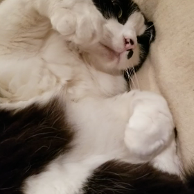 毎夜のストレッチの画像