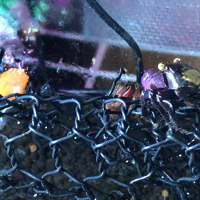 今日のカニちゃんの画像