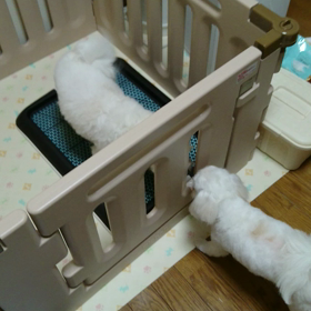 相棒が帰って来た❗の画像