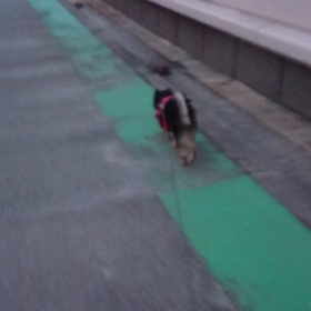 屋上でのお散歩(^-^)/の画像