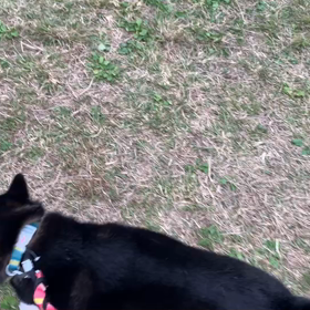 10月30日11わんこと2時間遠足　代々木公園表参道の画像