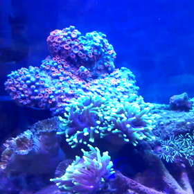 年越し水槽動画の画像