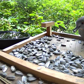 すぎぴたんの事件簿シーズン２　303話（レストラン破壊される。キジバト犯）の画像