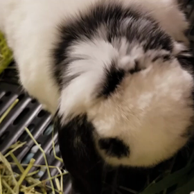 生牧草が色々！の画像
