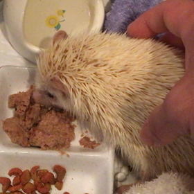 シュガーさんの介護@食事シーンの画像