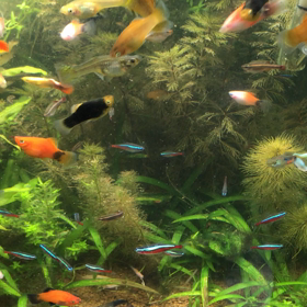 日記、2017/11/16の画像