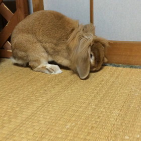 飛び跳ねるの画像