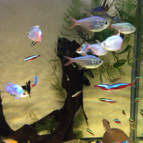 おはようございますの画像