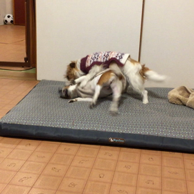 ココのんわしゃわしゃの画像