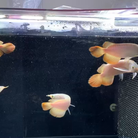 第一弾エグゼクティブスーパーレッド入荷！！の画像