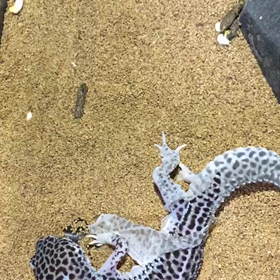 決定的瞬間！その２の画像