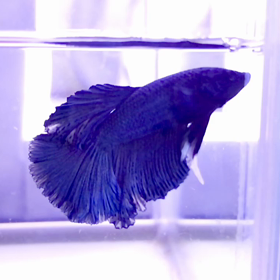 ふわふわBerry君の画像