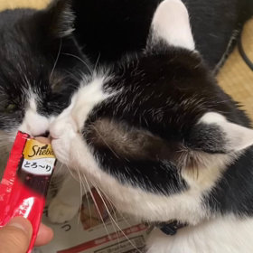 にゃんにゃんにゃんの日の画像