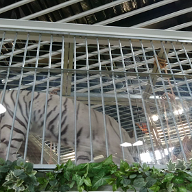 ホワイトタイガー②の画像