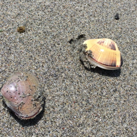 潮干狩りの画像