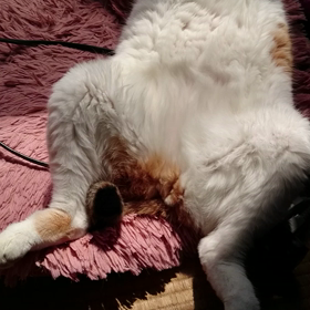 首がまわらないの画像