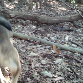 狩猟解禁日の画像