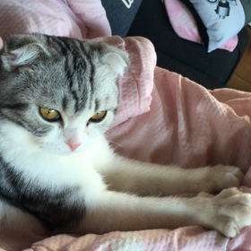 ねむねむモミモミ＊トム初動画‼︎の画像