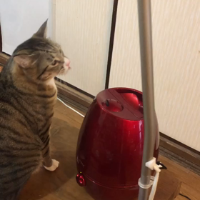 我が家の刹那（せつな・猫の名前）の画像