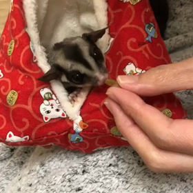 偏食モモンガさん。の画像