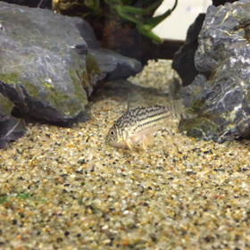 コリドラスの画像