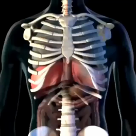 横隔膜と肋骨の画像