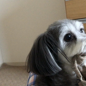 絶対渡さない！！の画像