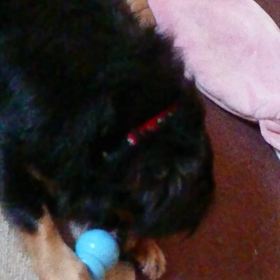 コングの中身がとりたくての画像