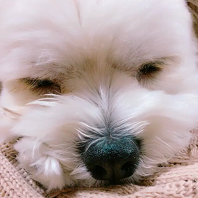 ねむねむ。の画像