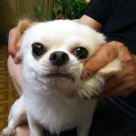 耳が～パーンの画像